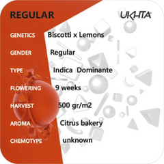 Biscotti x Lemon Tree, Фасовка: 11